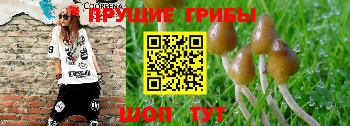 Красногорск  Псилоцибиновые грибы GOLDEN TEACHER  закладка  Вход с VPN 